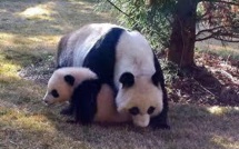 Heureux événements au zoo de Washington: naissance de deux bébés pandas géants
