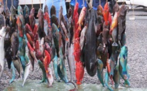 Chasse sous–marine : Steeve Tetuanui – Teiva Mou chez les experts et les frères Cowan chez les novices gagnent la Coupe As Marara