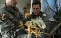 SOS serpents: quand la caserne des pompiers s'improvise refuge à reptiles