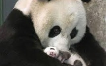 USA: le plus petit des jumeaux panda géant sous antibiotiques