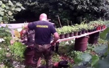 Une plantation de paka détruite par les gendarmes à Raiatea