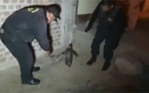 Pérou: ils secourent un manchot qui déambule au milieu des voitures