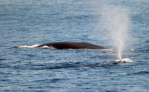Le Japon étend sa chasse à la baleine au rorqual commun