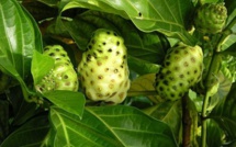 Commerce extérieur : La perle n'a plus la côte mais le noni explose