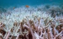 Qatar: la barrière de corail menacée par les températures de l'eau