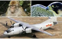 Pékin déploie des faucons et des singes avant son grand défilé militaire