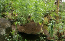  75 pieds de paka dans le jardin : "C'est pour soigner ma goutte"