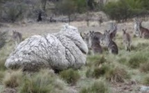 Australie : une tonte nécessaire pour reprendre du poil de la bête