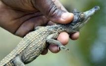 Au zoo d'Abidjan, une pouponnière pour les bébés crocodiles d'une espèce en danger