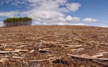 La déforestation de la planète se poursuit mais à un rythme ralenti