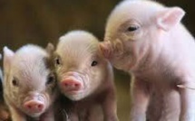 Le Parlement européen veut une interdiction stricte du clonage dans l'élevage