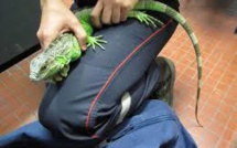 Equateur : un Mexicain arrêté aux Galapagos avec 11 iguanes dans son sac à dos