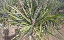 Un plan quinquennal pour l'agriculture