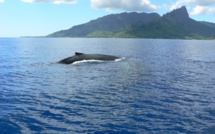 Une baleine proche du récif de Pueu met en alerte les riverains