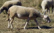 Un foyer de fièvre catarrhale ovine (FCO) découvert dans l'Allier, nouvelle menace sur l'élevage