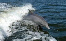 USA: l'armée limitera les sonars et explosifs près des mammifères marins