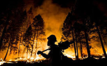 Les incendies californiens menacent les majestueux séquoias