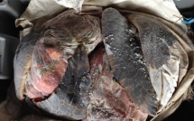 La pêche à la tortue a conduit le braconnier à la ruine