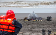 A Taïwan, des bénévoles en lutte contre les échouages massifs de cétacés