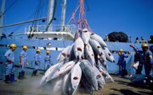 Pêche au thon : Nauru s’en prend aux transbordements illégaux
