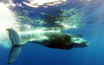 La journée de la baleine a enchanté les enfants