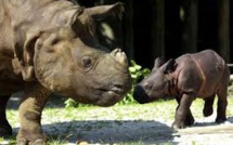Une rhinocéros de Sumatra, espèce en danger d'extinction, enceinte en Indonésie