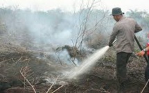 Des incendies pour la culture d'huile de palme: l'Indonésie s'attaque à des sociétés suspectes