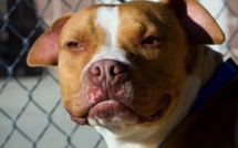 La nourrice dont le pitbull avait attaqué un enfant condamnée à trois mois de prison avec sursis