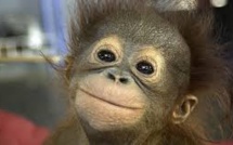 Dans la famille orang-outan, deux nouveaux-nés au zoo de La Palmyre