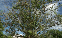 Carnet de voyage aux Marquises: Le baobab de Atuona abattu