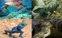 Reptiles et amphibiens: une espèce sur cinq menacée en France