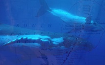 Pacifique: La Nouvelle-Zélande crée un sanctuaire marin grand comme la France