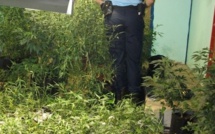 Faaone : 806 pieds de paka poussaient sous serre artificielle