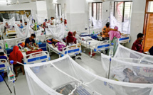 L'OMS lance la lutte mondiale contre la dengue