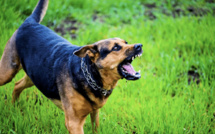 Une octogénaire grièvement mordue à Bora Bora