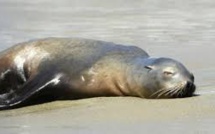Les otaries s'échouent sur les côtes californiennes à un rythme alarmant