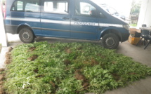 Le pakaculteur reconnait avoir écoulé 1 200 pieds de cannabis en moins d'un an