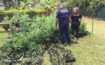 1 107 pieds de pakalolo découverts et détruits à Haapiti, deux interpellations
