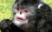 Un singe qui éternue et un poisson "qui marche" découverts dans l'Himalaya