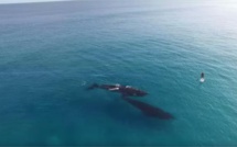 Il fait du paddle au milieu de deux baleines (vidéo)