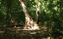 La Polynésie française aussi fête la science
