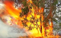 Multiplication des incendies de forêt en Nouvelle-Calédonie