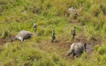 RDC : quatre fonctionnaires tués en luttant contre le braconnage d'éléphants