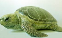 Espoirs pour la tortue verte: nombre record de nids recensés en Floride