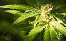 Le Chili va autoriser la vente de médicaments dérivés du cannabis