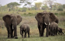 Comment les éléphants trompent le cancer