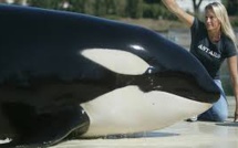 Une orque de 19 ans meurt au Marineland d'Antibes, une semaine après les inondations
