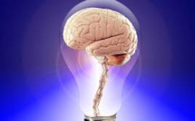 Un gros cerveau ne rend pas plus intelligent