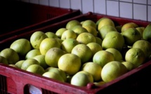 Aucun pamplemousse livré depuis le début de l'année à l'usine de jus de fruits de Moorea
