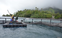 L'aquaculture, filière d'avenir pour Tahiti ?